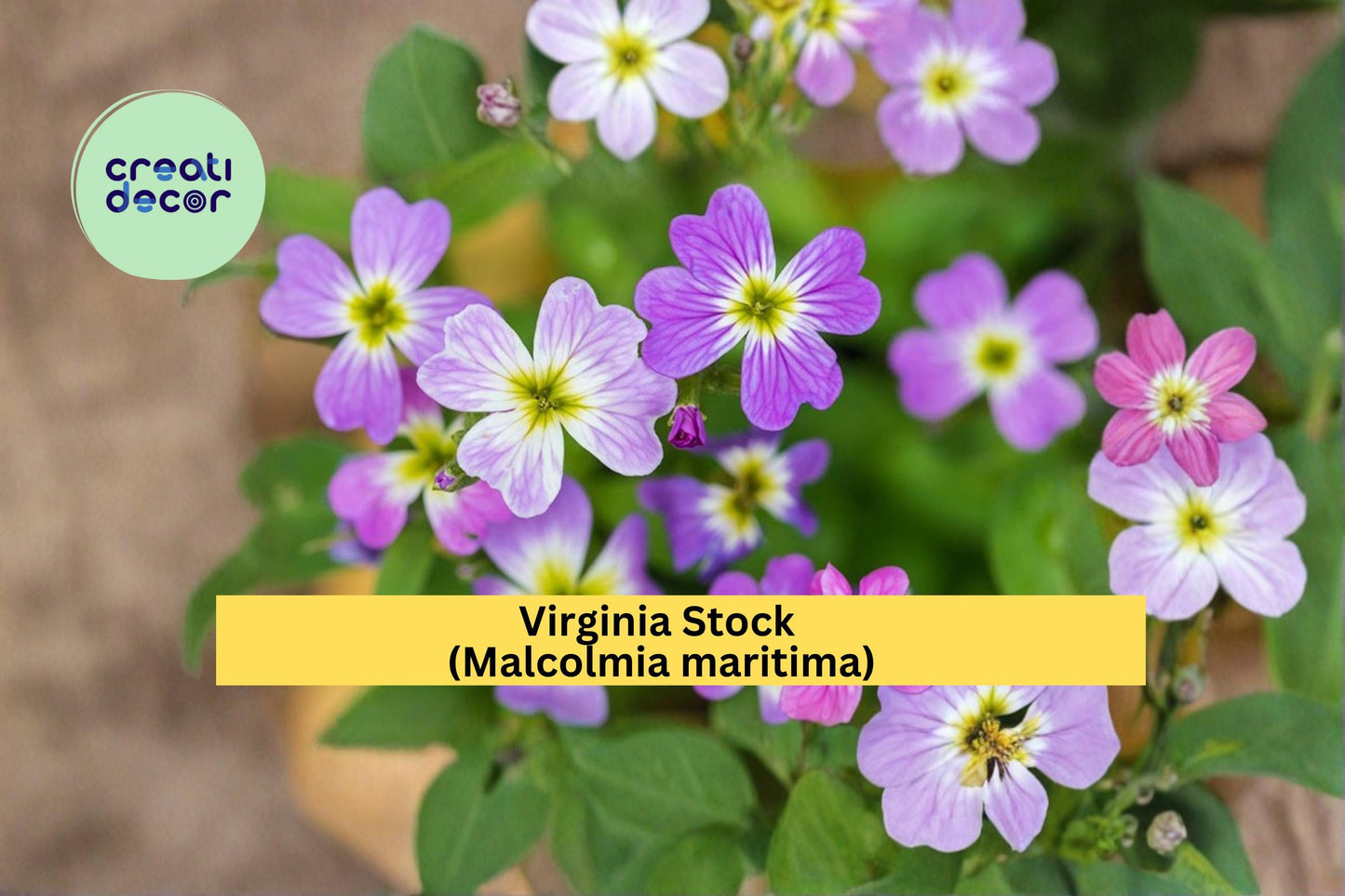 Virginia Stock Seeds, 100 Count, Colorful Annual Flower Seeds for Borders & Gardens, Malcolmia maritima