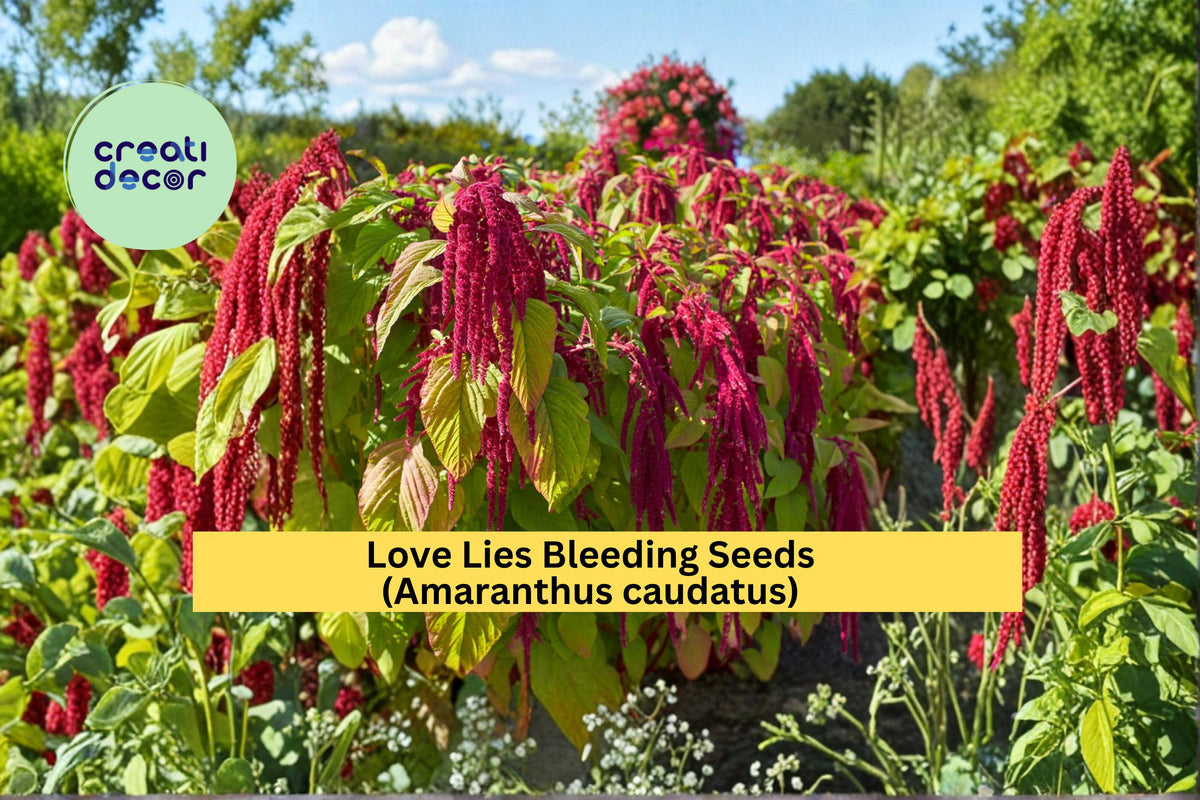 Love Lies Bleeding Seeds, Amaranthus caudatus, Red Hanging Flower, Ornamental Garden Plant, 100 Count