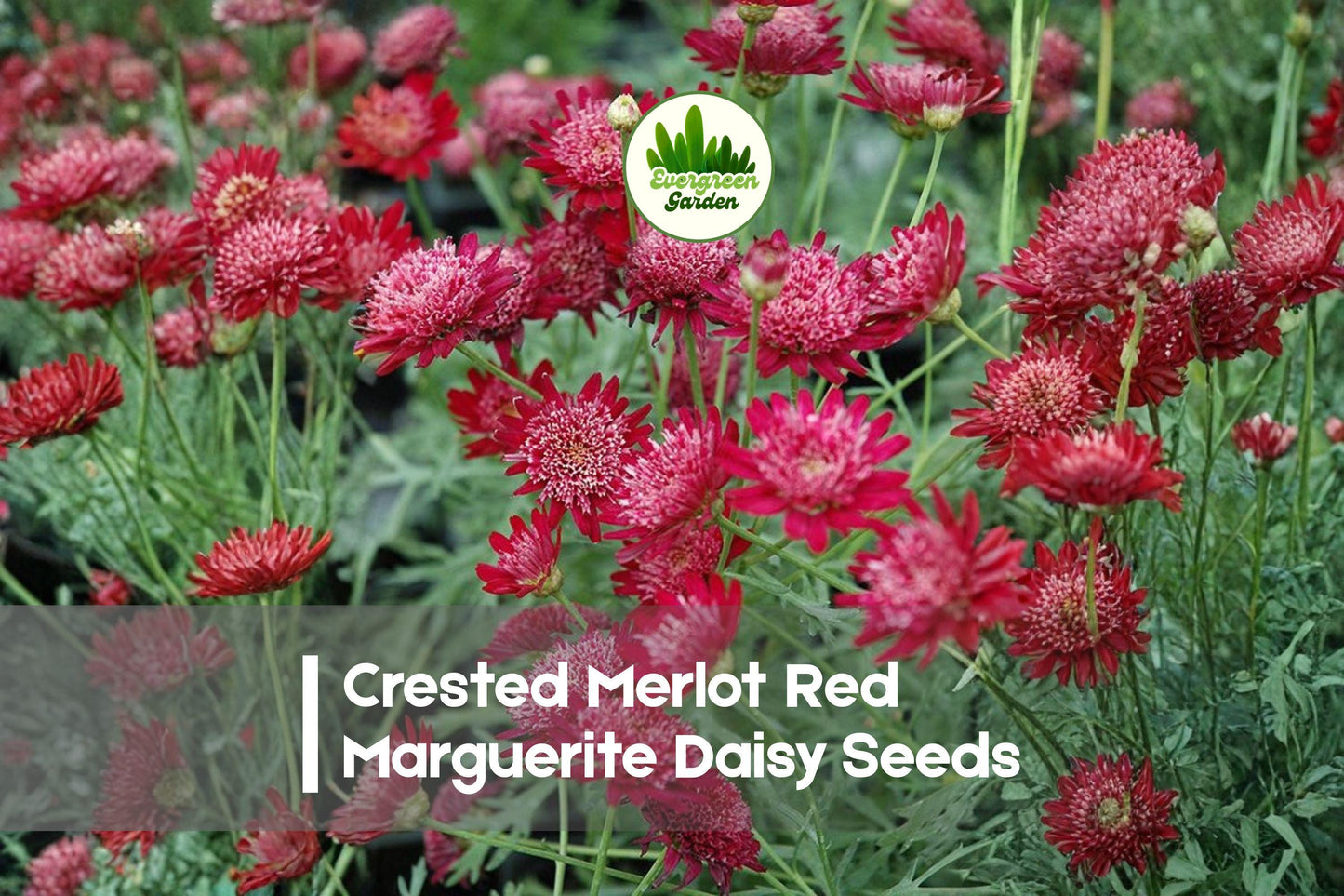 200+ Crested Merlot Red Marguerite Daisy Seeds | Argyranthemum spp. | Vibrant Deep Red Blooms | Annual Flower Seeds