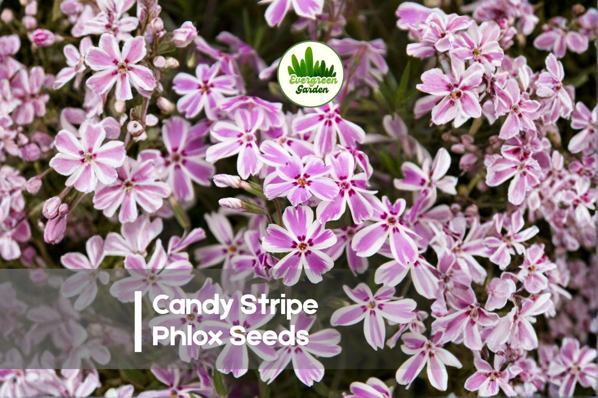 Candy Stripe Phlox Seeds – Pink and White Striped Blooms, Heavy Flowering, Annual, Phlox drummondii, 100 Seeds