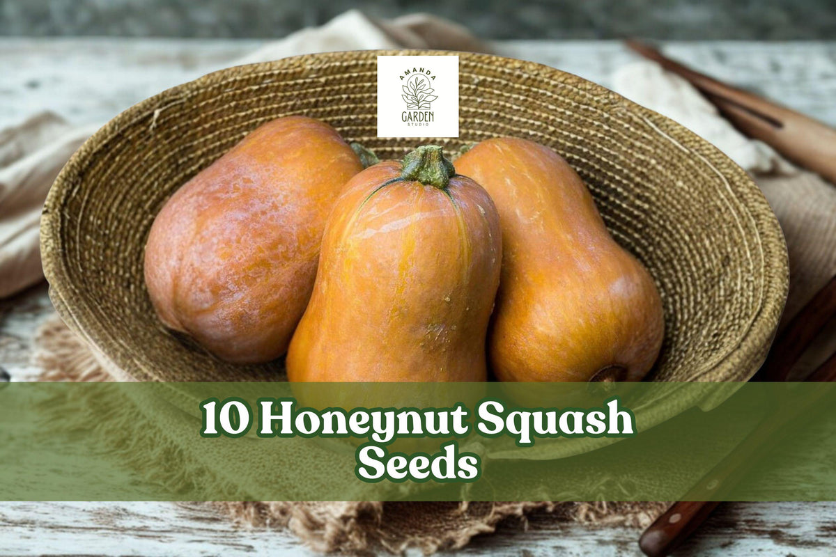 10 Honeynut Squash Seeds – Dwarf Butternut Cucurbita moschata, Compact Winter Vegetable, Full Sun, Garden Bed Plant