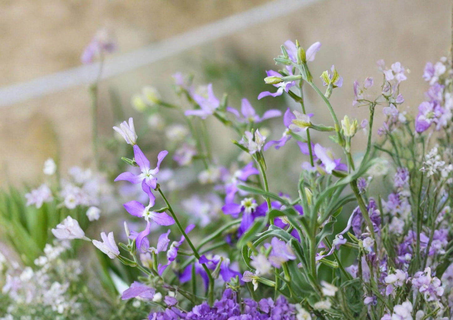 Evening Scented Stock Seeds – Night Blooming Fragrant Annual Flower, Matthiola longipetala, Purple Pink Lavender, 100 Seeds