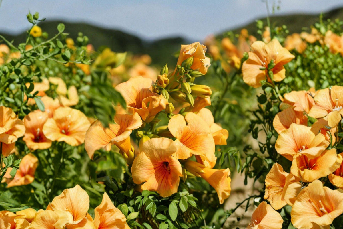 Yellow Trumpet Vine Seeds – Climbing Plant for Trellis, Fence, Campsis radicans 'Flava' – 20 Seeds