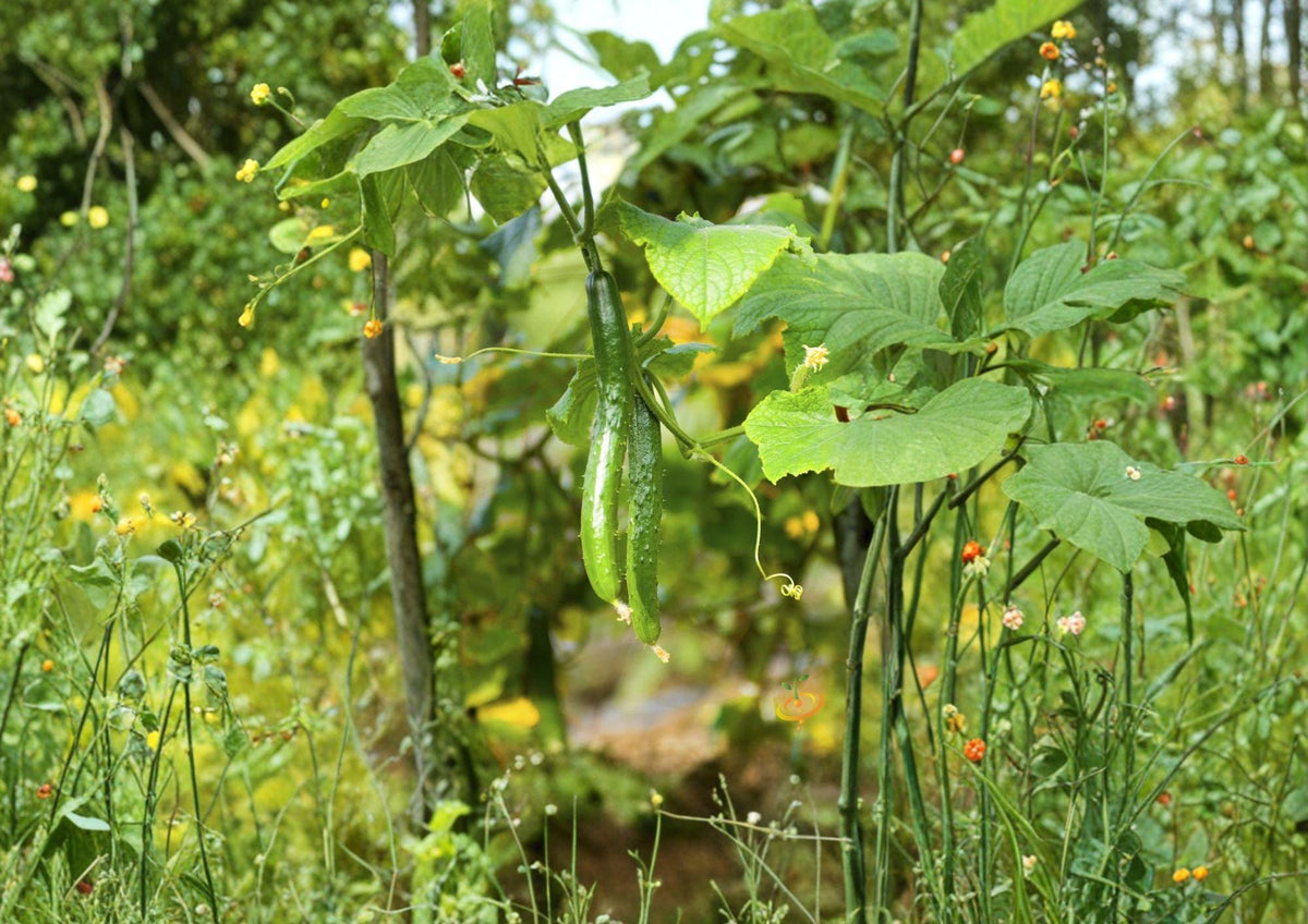 Chinese Snake Cucumber Seeds – Long, Curved Asian Heirloom, Crisp, Tender, Climbing Vine, Cucumis sativus
