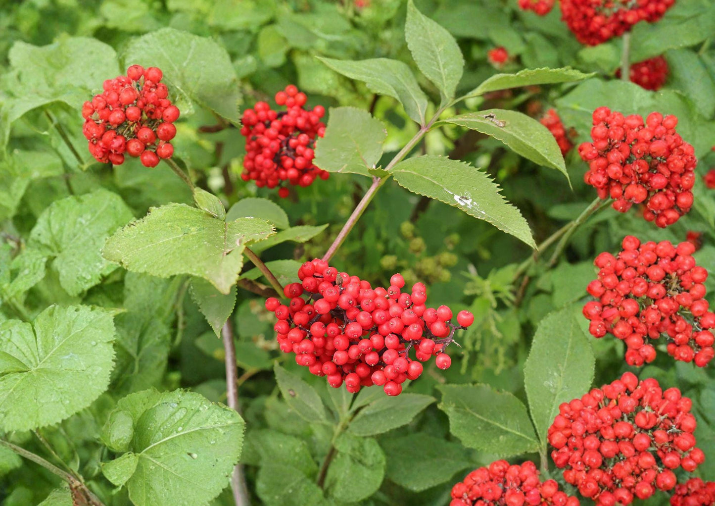 Red Elderberry Seeds – Hardy Shrub with White Flowers & Red Berries, Sambucus racemosa, Wildlife Garden Plant
