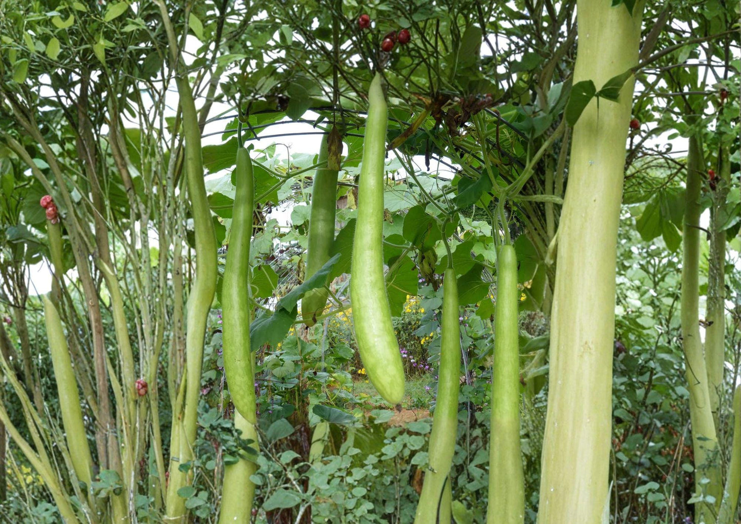 Cucuzzi Gourd Seeds – Italian Heirloom Climbing Vine for Fresh Cooking, Long Green Fruits, 10 Seeds