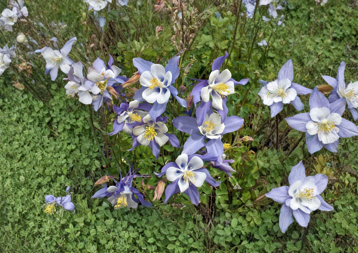 Rocky Mountain Columbine Seeds – Blue White Wildflower, Native Perennial, Pollinator Garden, Aquilegia caerulea, 100 Seeds