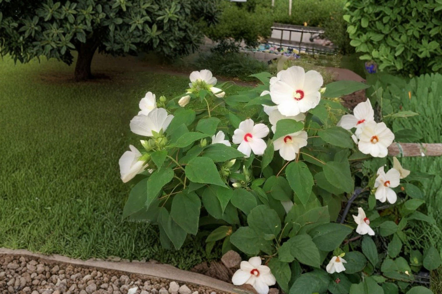 Woolly Rose Mallow Seeds – Native Hardy Hibiscus, Large Pink Flowers, Hibiscus lasiocarpos, Pollinator-Friendly, Wetland & Rain Garden Plant