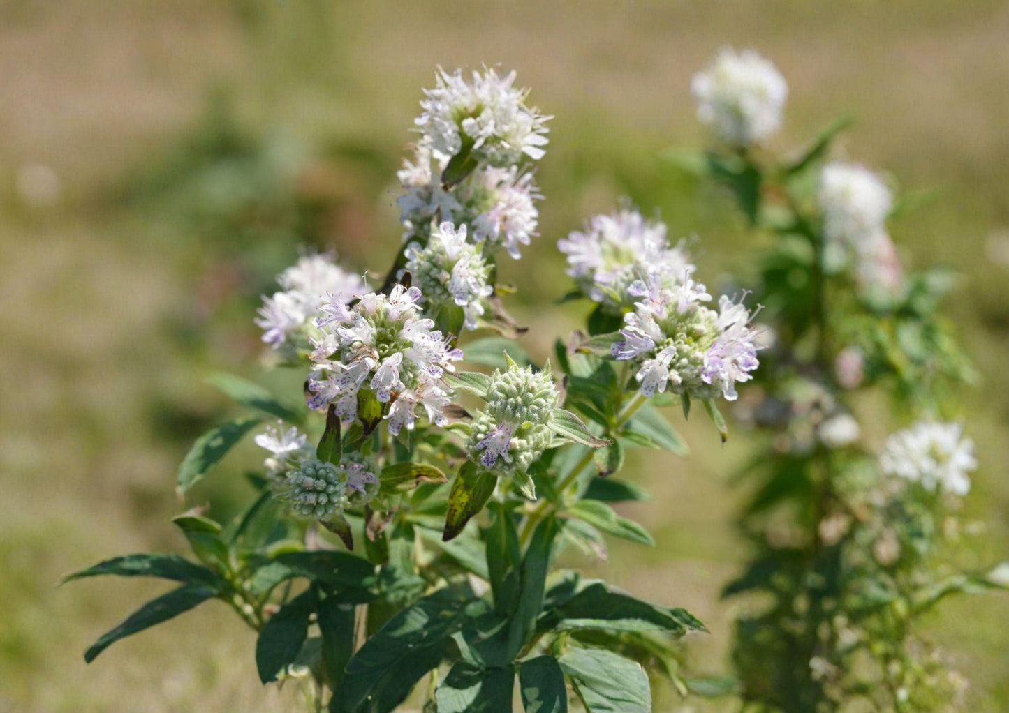 Hairy Mountain Mint Seeds – Native Aromatic Wildflower Herb for Pollinator Gardens – Pycnanthemum pilosum