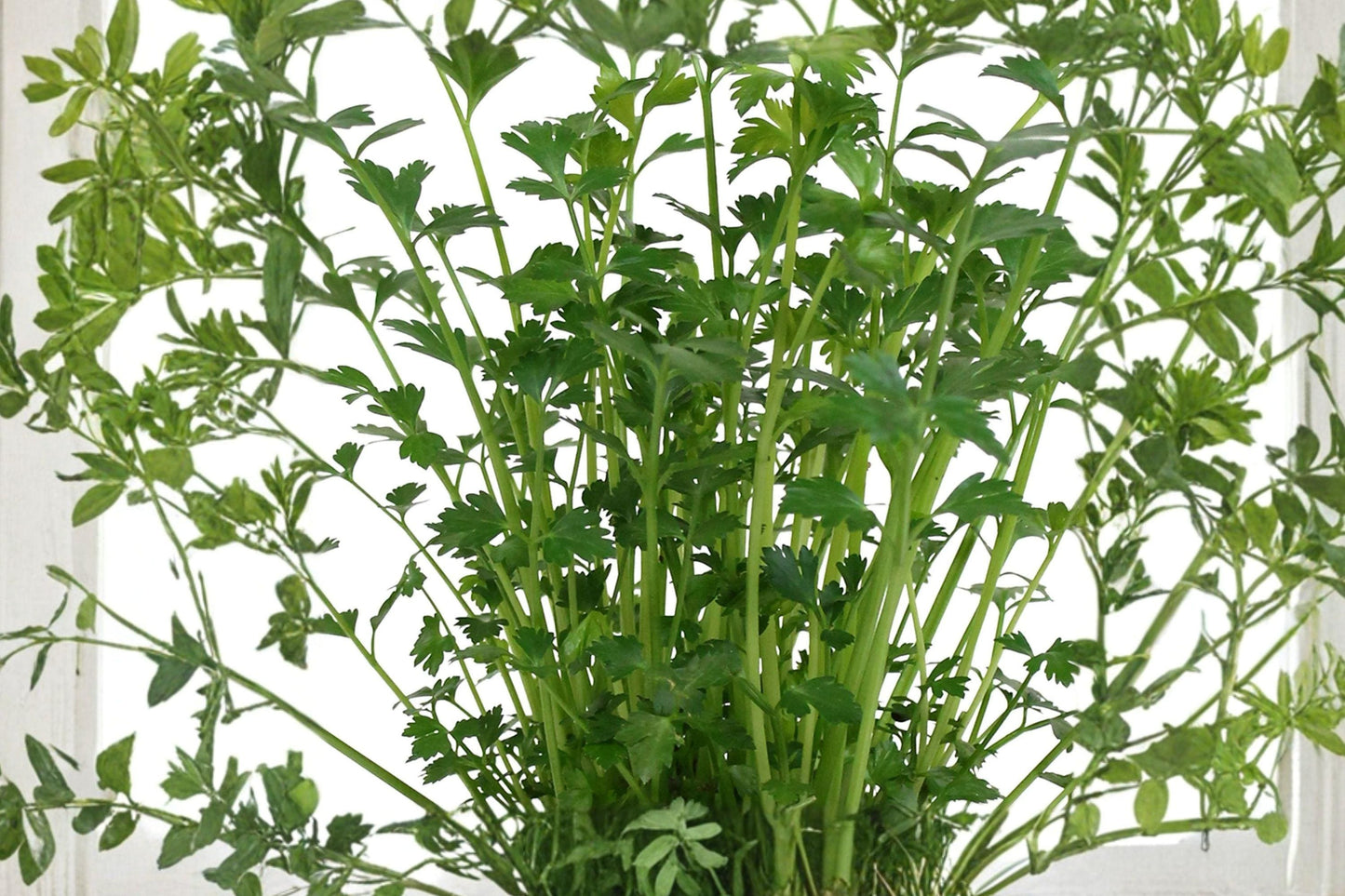 Italian Giant Parsley Seeds - Flat Leaf, Non-GMO, Heirloom, Dark Green, 500 Seeds for Culinary Herbs, Garden, Containers
