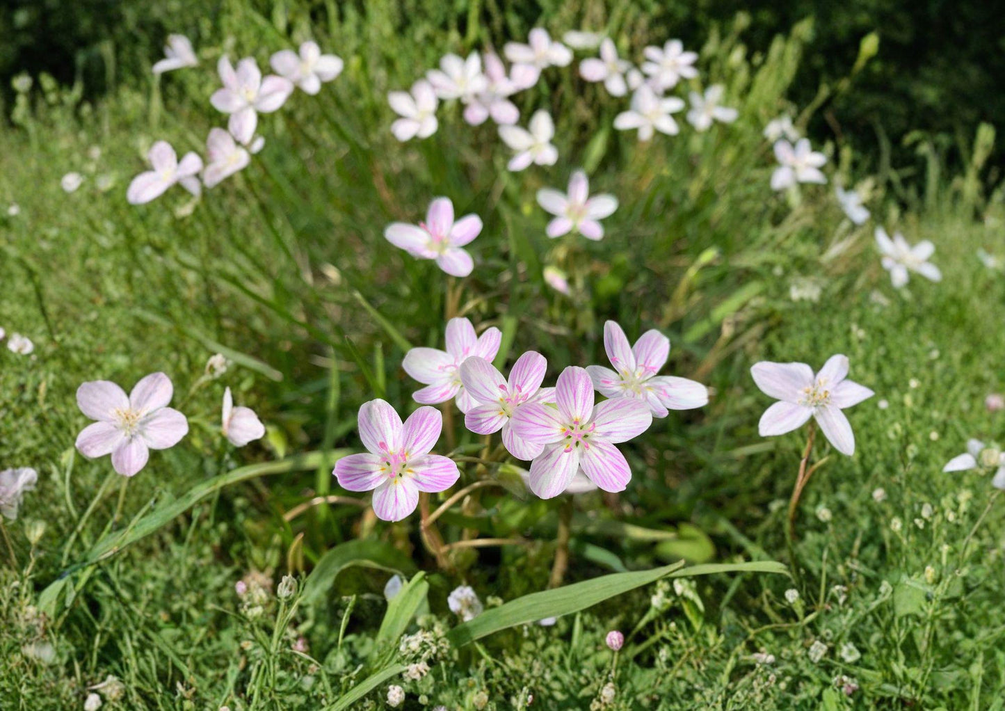 Claytonia Virginica Spring Beauty Seeds – Native Woodland Wildflower with Pink Striped Blooms, Early Spring Perennial for Shade Gardens