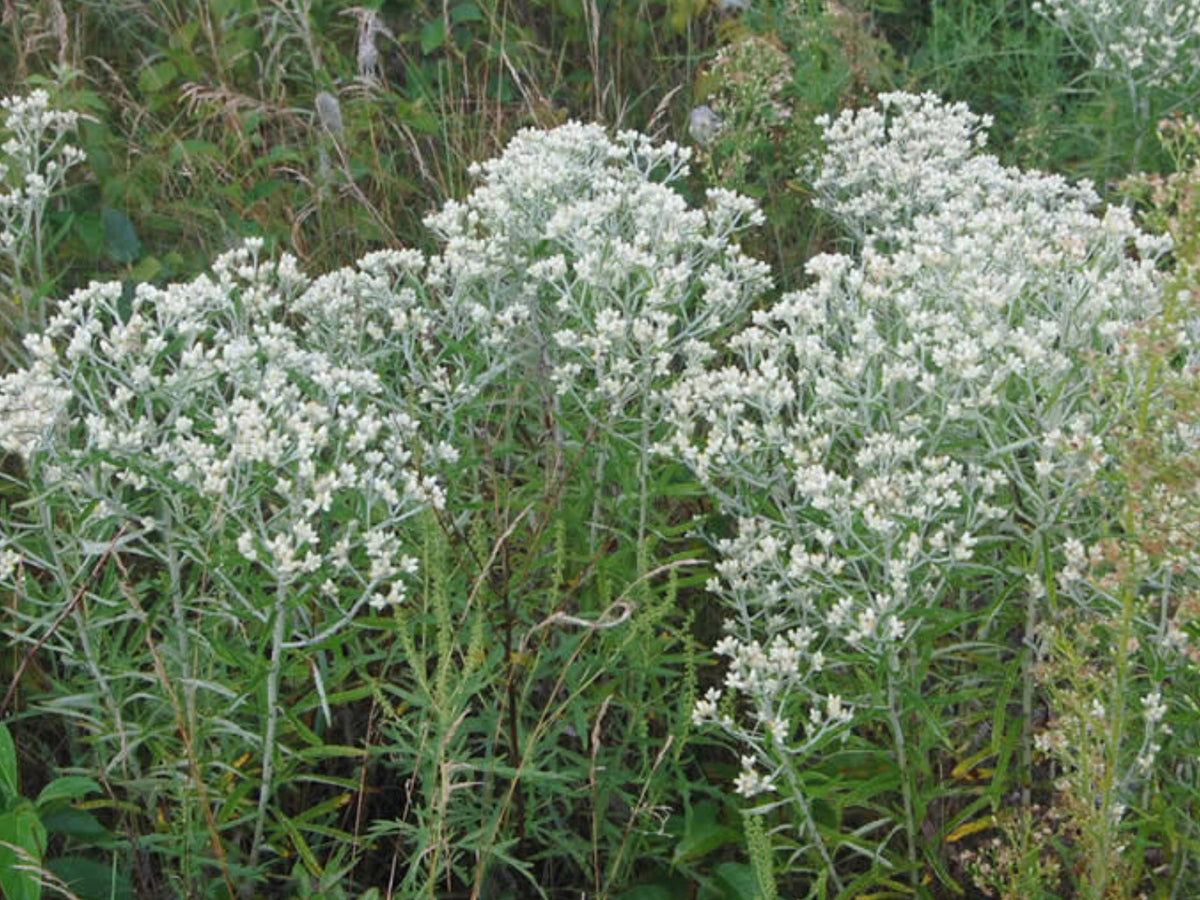 Pseudognaphalium obtusifolium Seeds 500 – Sweet Everlasting Wildflower – Native, Drought Tolerant, Pollinator, Rabbit Tobacco