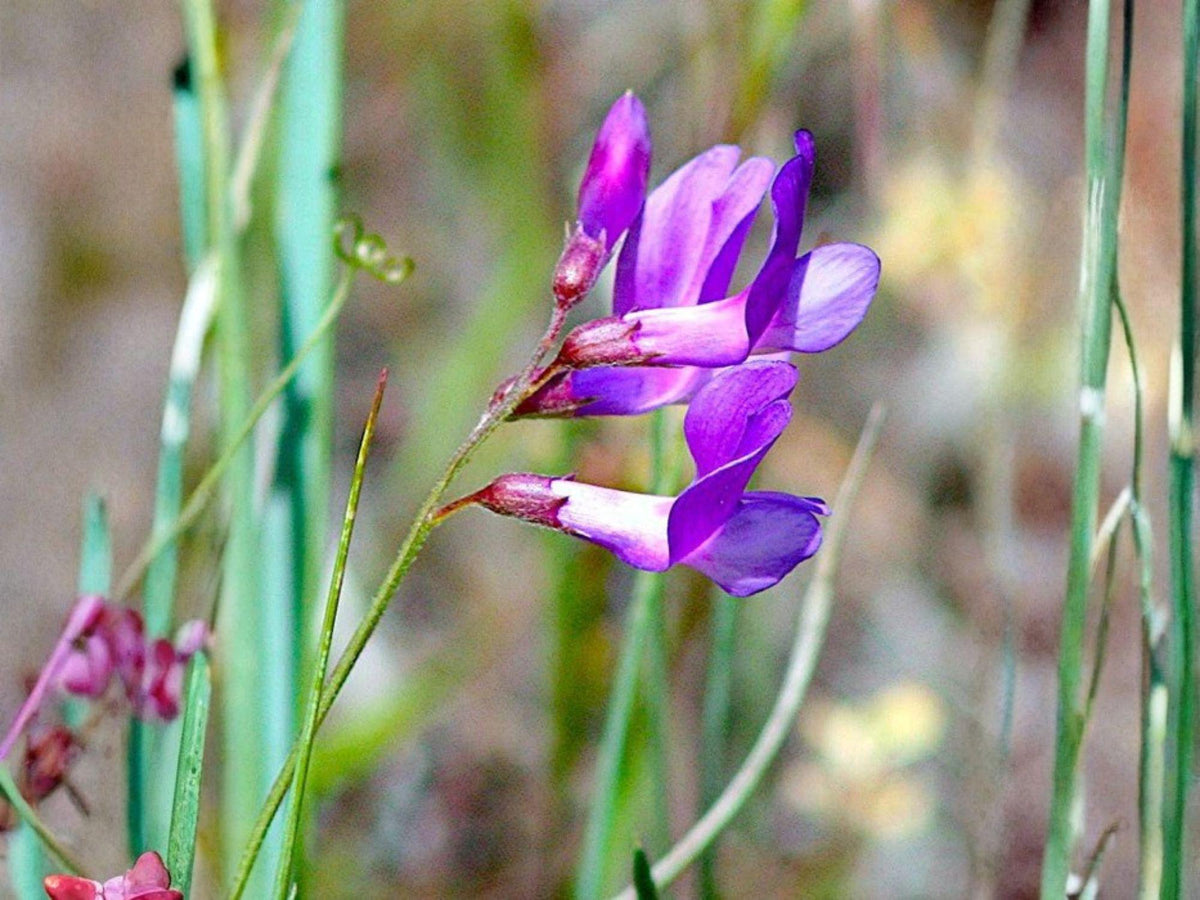 Vicia americana Seeds – Native American Vetch Wildflower – Purple Prairie Legume for Pollinators & Soil Enrichment