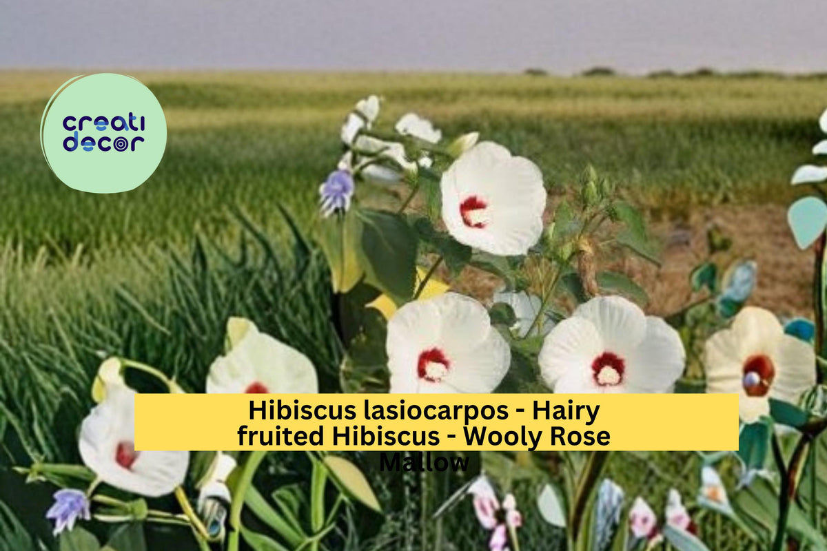 Woolly Rose Mallow Seeds, Native Hibiscus, Pink Flowers, Perennial Garden Plant, Hibiscus lasiocarpos, 25 Seeds