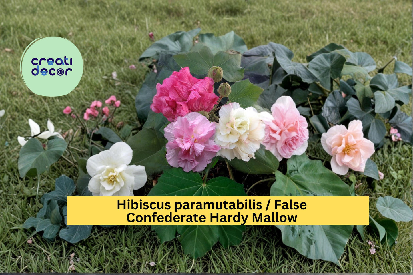 False Confederate Rose Seeds, Hibiscus paramutabilis, Hardy Flowering Shrub, Large Pink Blooms, Garden Landscape Plant, 10 Pack