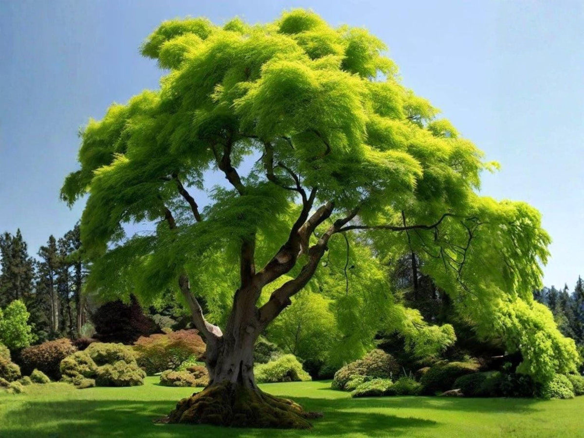 Acer Grosseri Seeds – Rare Green Barked Chinese Maple Tree – Ornamental Bonsai & Landscape Tree Seeds