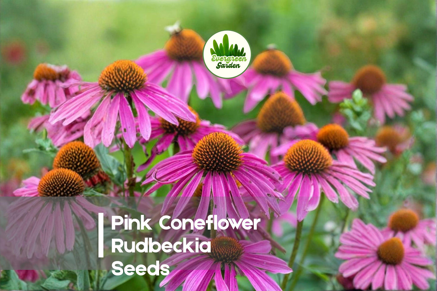 Pink Coneflower Rudbeckia Seeds – 200+ Bright Pink Daisy-Like Blooms, Pollinator-Friendly Perennial for Borders & Wildflower Gardens