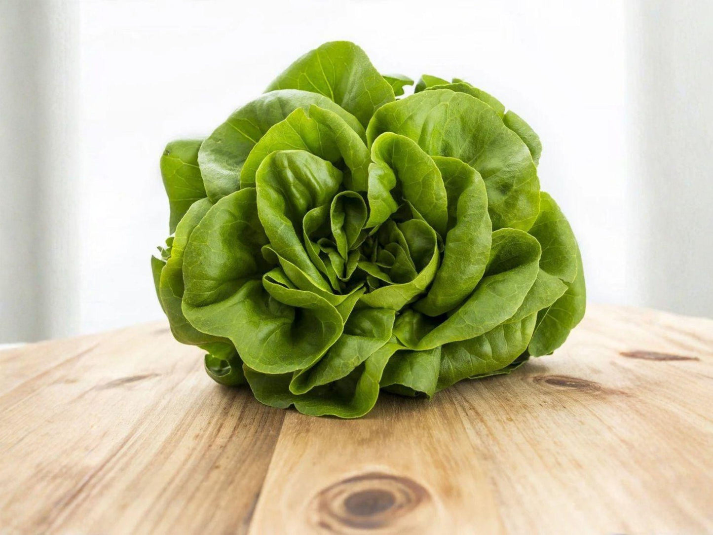 Buttercrunch Lettuce Seeds – 1000 Heirloom Butterhead Vegetable Garden Seeds for Salads & Containers