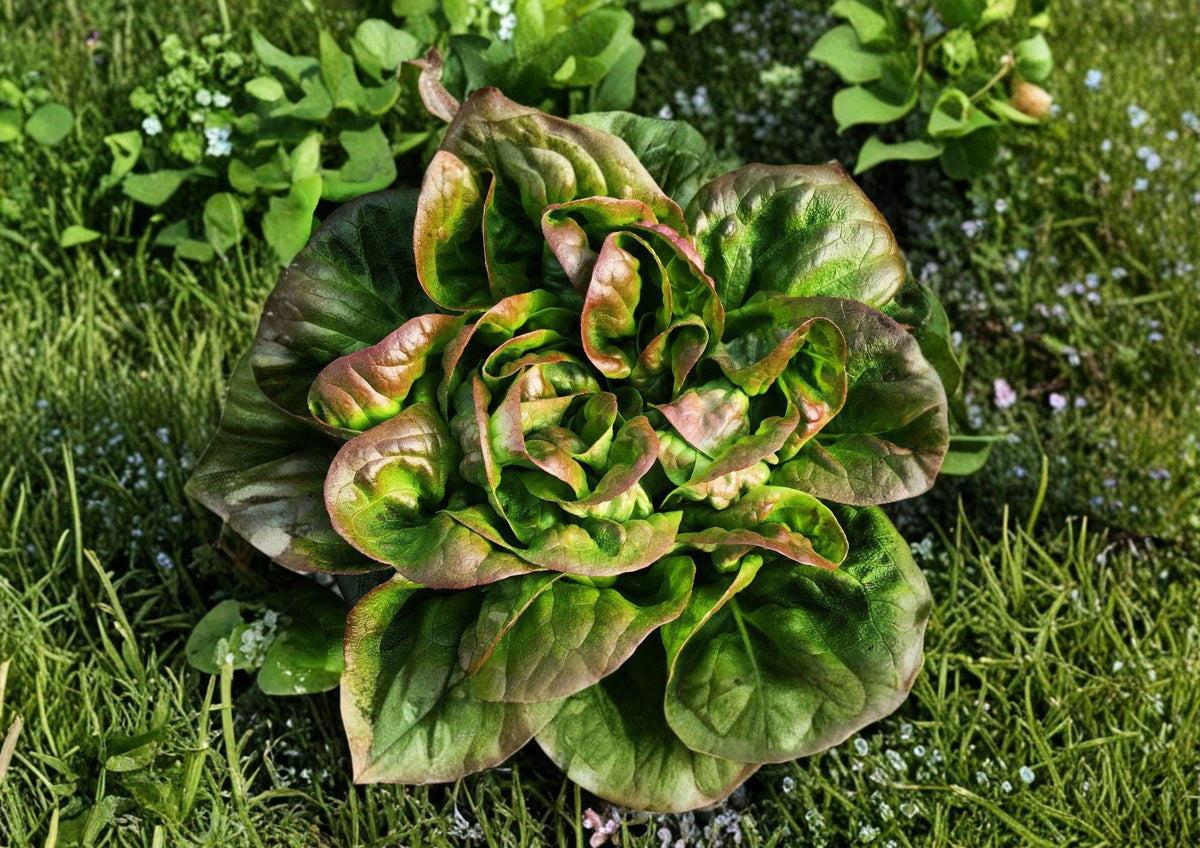 Bronze Mignonette Lettuce Seeds – Heirloom Red Bibb Butterhead, Compact Garden Vegetable, Tender Salad Greens, 1000 Seeds