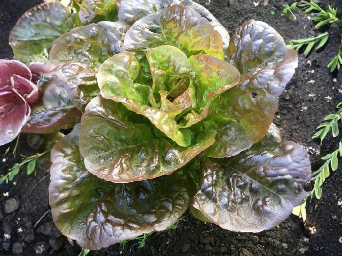 Bronze Mignonette Lettuce Seeds – 1000 Heirloom Butterhead Salad Green Seeds for Container & Small Gardens