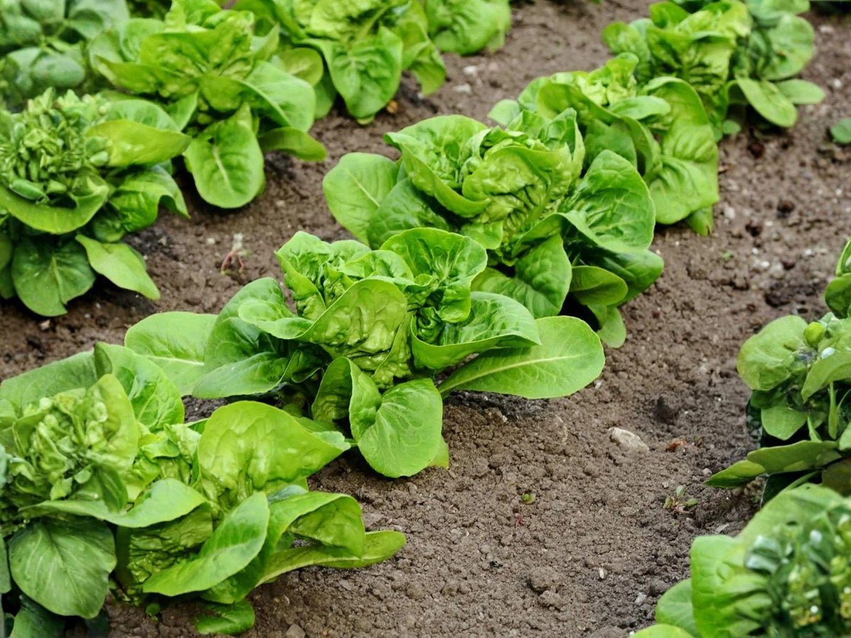 Bibb Butterhead Lettuce Seeds – Heirloom Lactuca sativa for Salad Greens, Container & Garden Growing, 1000 Seeds