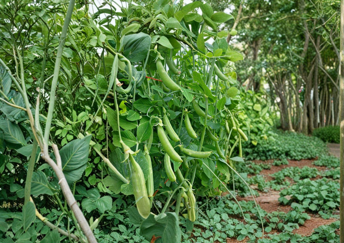 Heirloom Sugar Snap Pea Seeds – 50 Edible Pod Vegetable Seeds for Cool Season Gardens, Climbing Vine, Sweet and Crunchy Pods