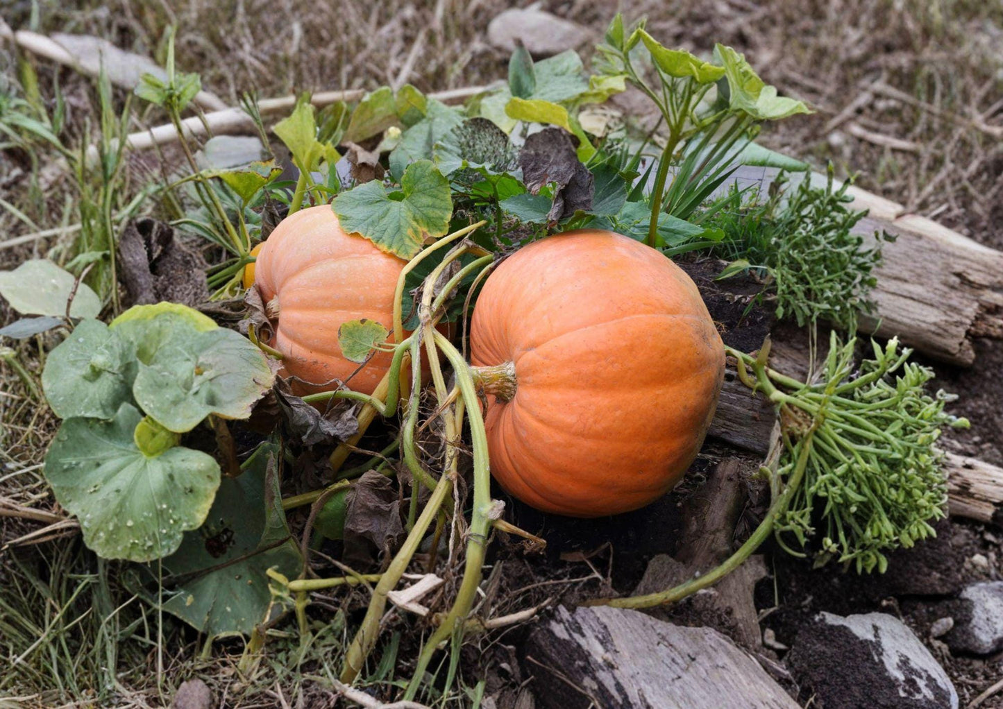 Small Sugar Pumpkin Seeds – Heirloom Pie Pumpkin for Baking, Home Garden, Fall Harvest, Organic, Compact, Orange Flesh