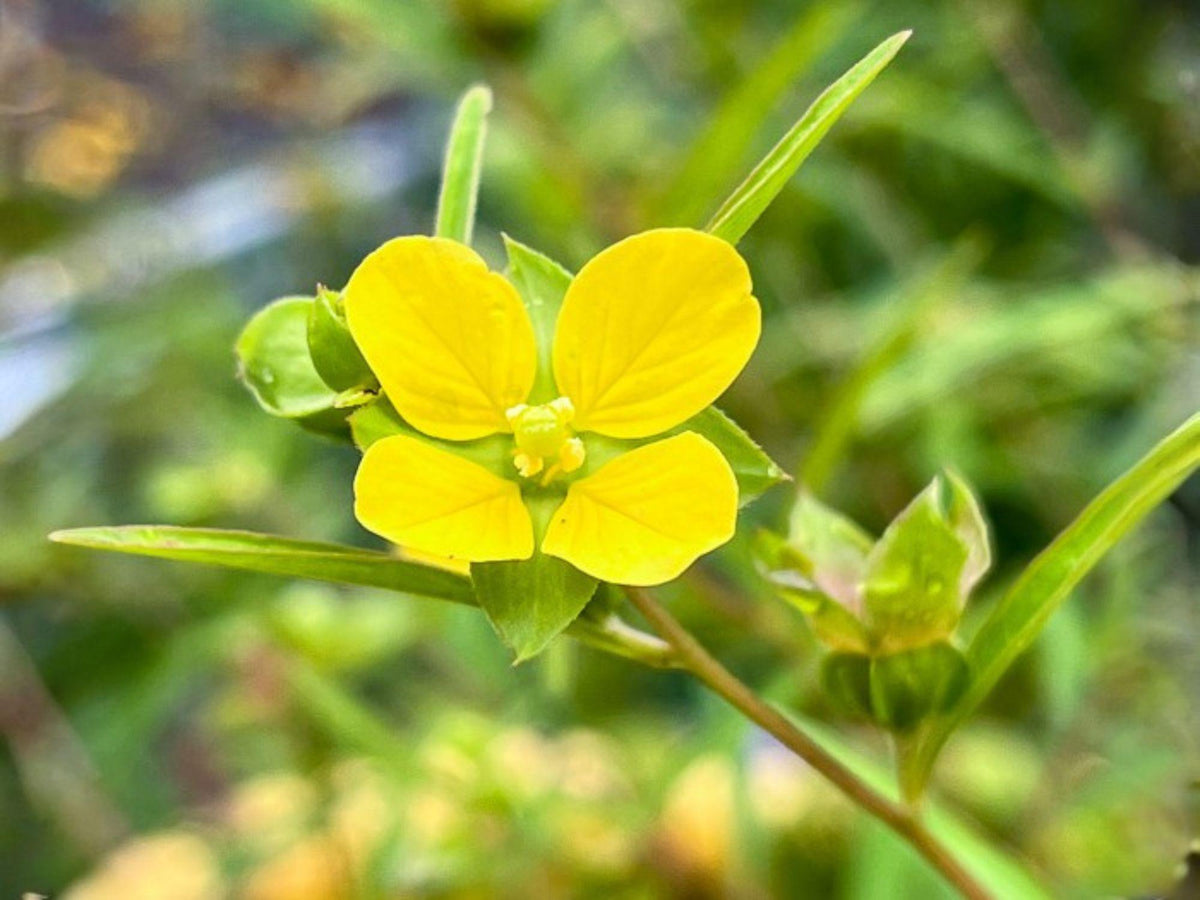 Ludwigia Alternifolia Seedbox Wildflower – Native Perennial for Wetlands, Rain Gardens & Pollinator Habitats – 1000 Seeds