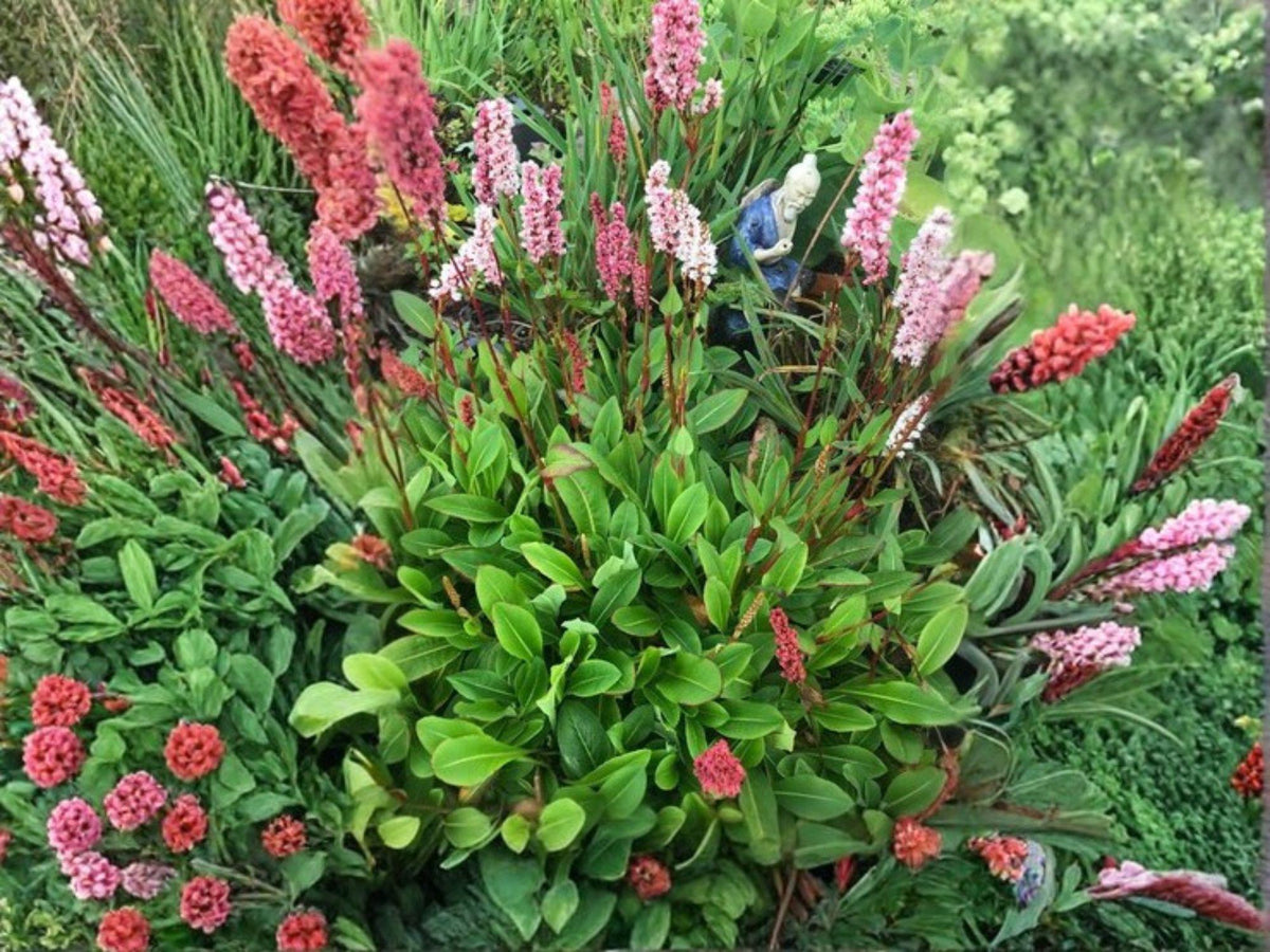 Persicaria virginiana Seeds – Woodland Knotweed Native Perennial for Shade Gardens, Wildflower, Pollinator Attractant