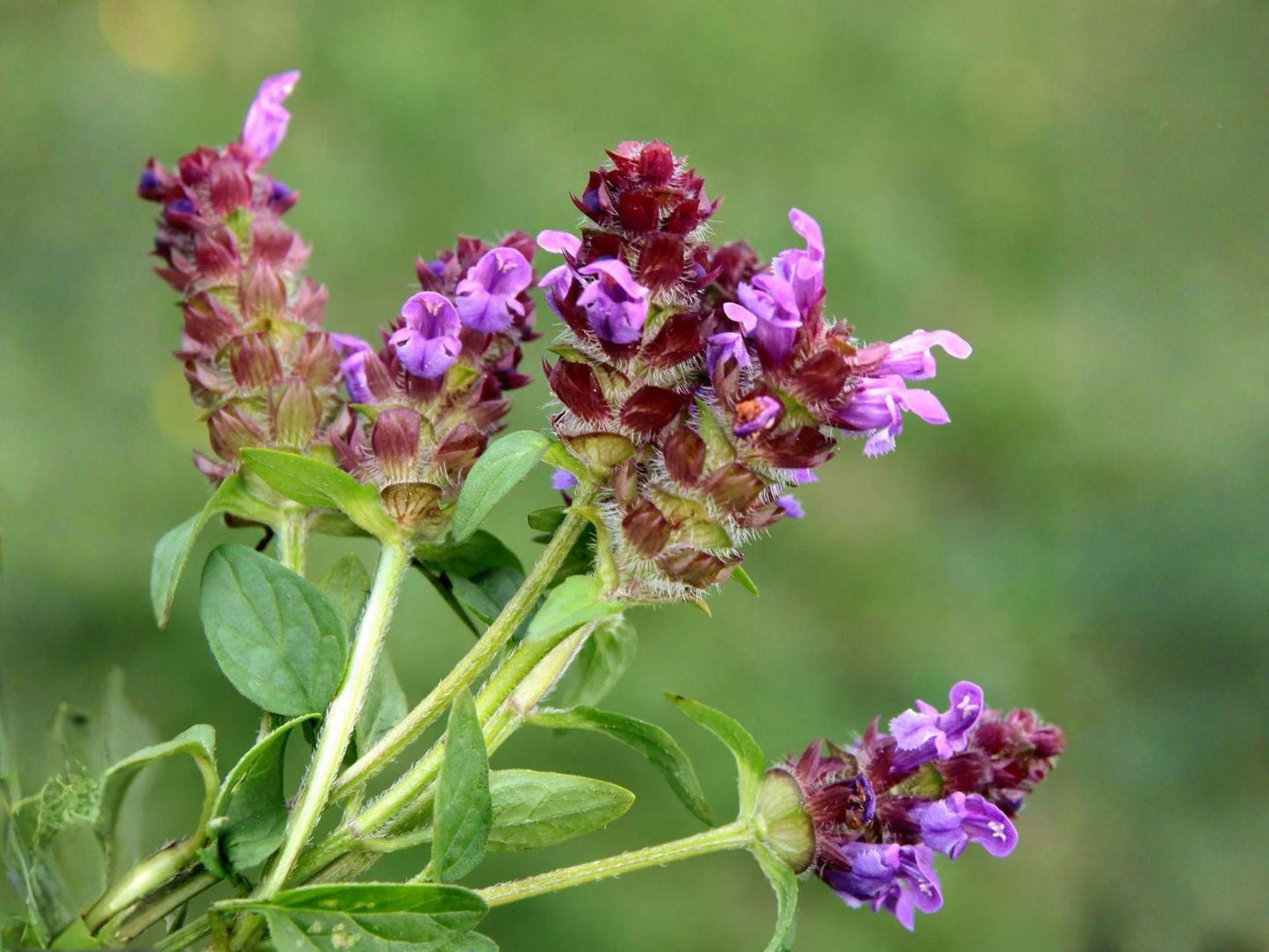 Prunella Vulgaris Seeds – Heal All Self-Heal Native Perennial Herb with Purple Flowers for Pollinator Gardens and Groundcover