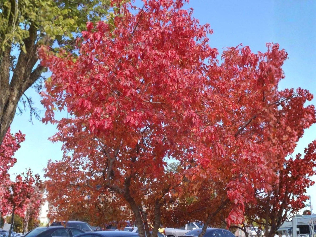 Amur Maple Seeds Acer ginnala Hardy Dwarf Tree with Bright Red Fall Color, Ornamental Shrub for Landscaping & Bonsai