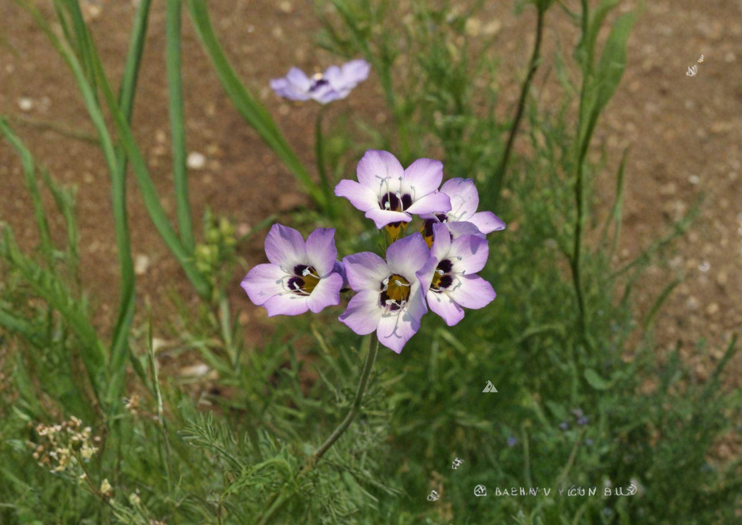 Gilia Tricolor Bird's Eyes Wildflower Seeds – Blue, Purple, White, Annual Flower for Gardens & Pollinator Attracting, 1000 Seeds