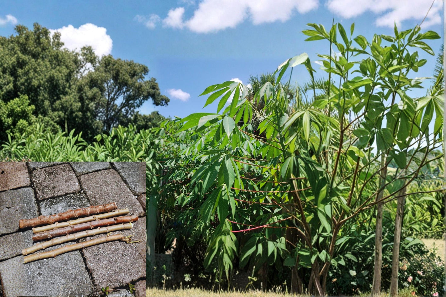 Red Cassava Cuttings 15 pcs 5-8” Manihot esculenta Yuca Propagation Tropical Perennial Plant