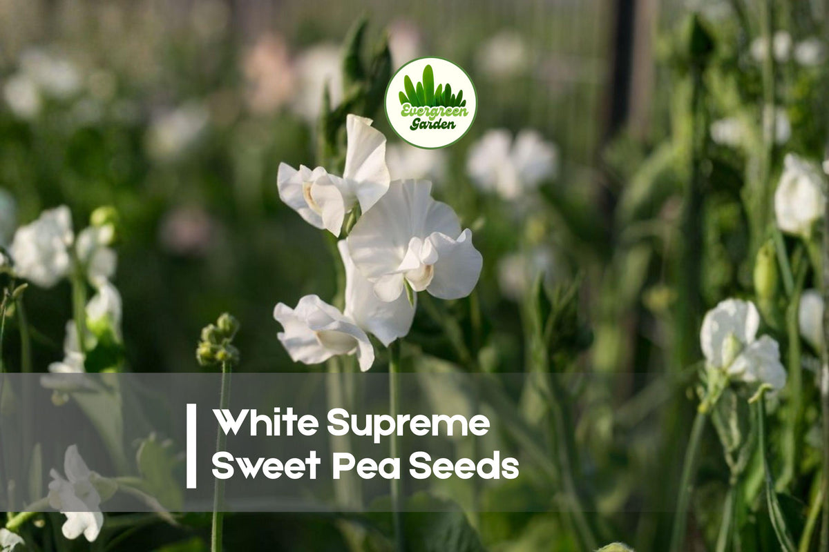 White Supreme Sweet Pea Seeds – Climbing Fragrant Flower, 50 Seeds, Lathyrus odoratus, White Blooms, Cool-Season, Garden & Cut-Flower