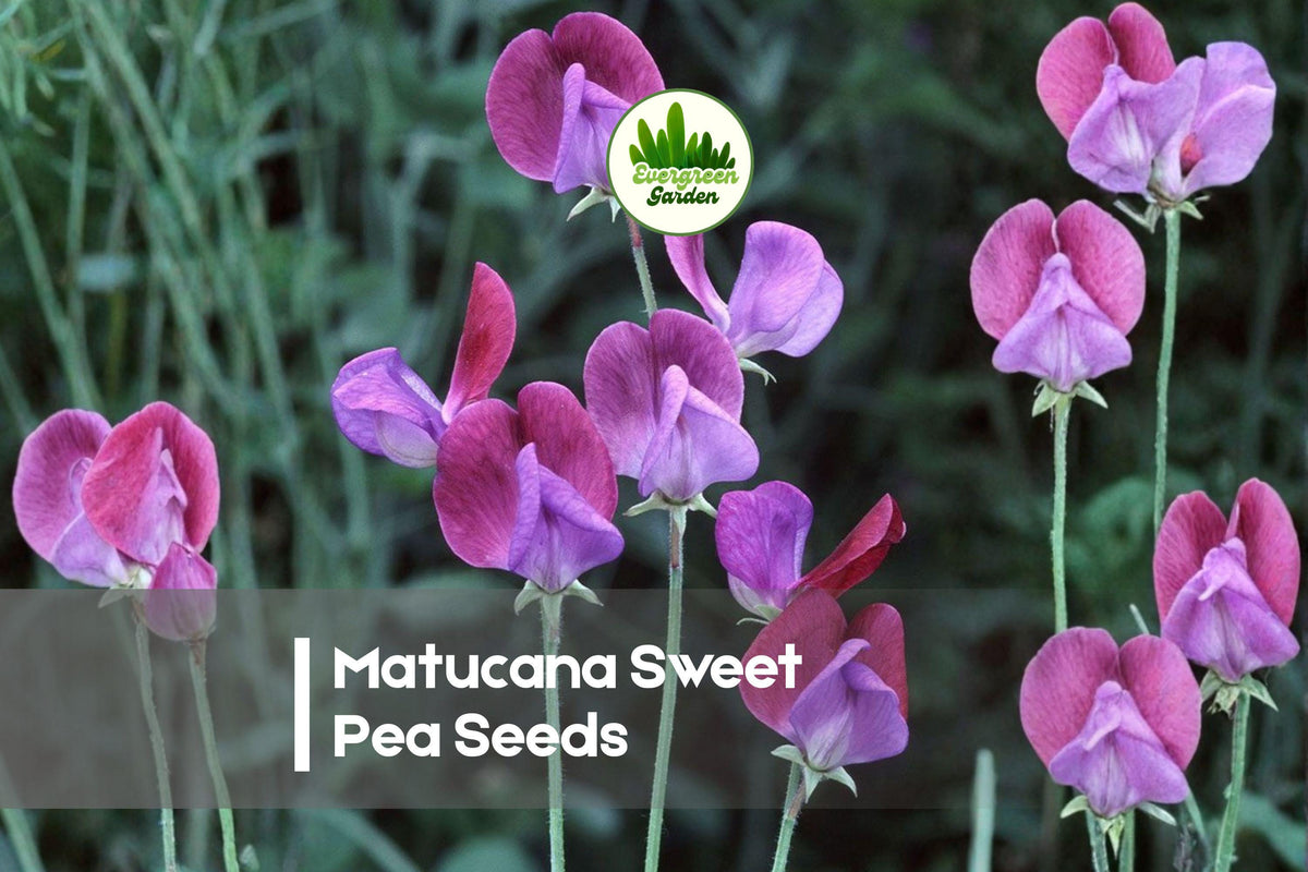Matucana Sweet Pea Seeds – 50 Fragrant Climbing Vines, Purple & Magenta Bi-Color Blooms, Lathyrus odoratus, Heirloom, Cool-Season Garden