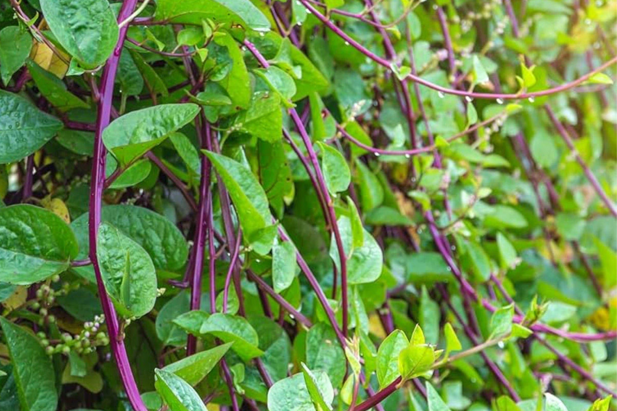 Malabar Spinach Red Stem Seeds, Heirloom Climbing Vegetable, Tropical Vine for Summer Gardens, Edible Green Leaves, 50 Seeds
