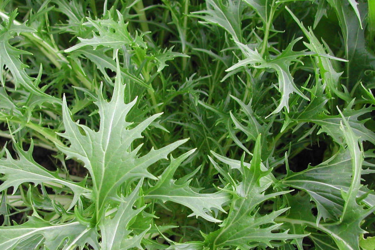 Mizuna Spinach Seeds - Heirloom Japanese Leafy Green for Cool-Season Gardens, Fast-Growing, Edible Greens, Organic Vegetable Seeds