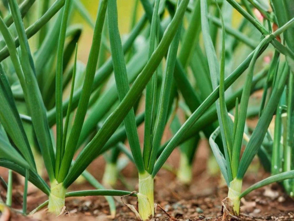Tokyo Long Bunching Onion Seeds – Heirloom Green Onion Scallions, Non-Bulbing, Mild Flavor, Japanese Bunching Onion, Allium fistulosum