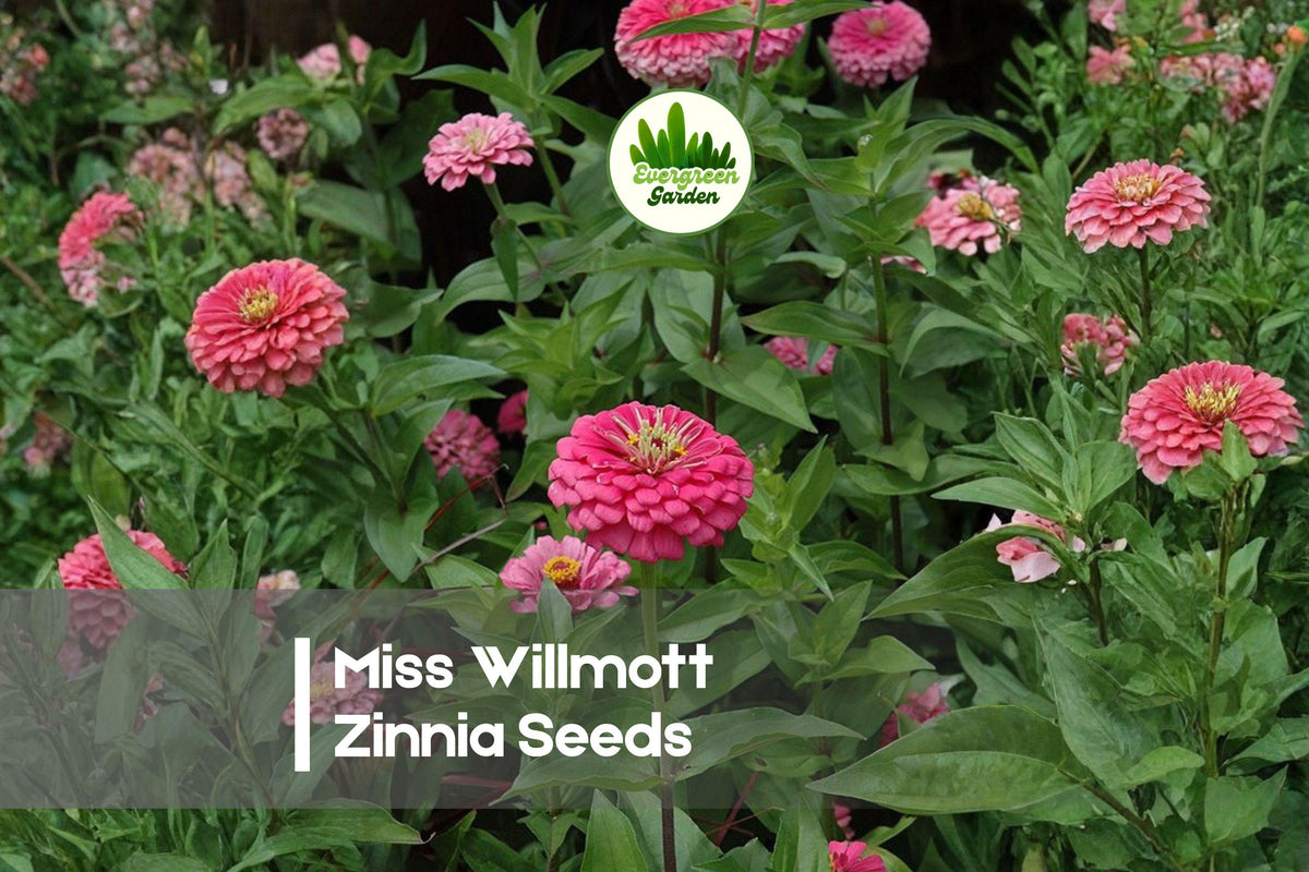 100 Miss Willmott Zinnia Seeds – Pink Zinnia elegans for Garden Beds, Borders, Pollinator Gardens, Cut Flowers