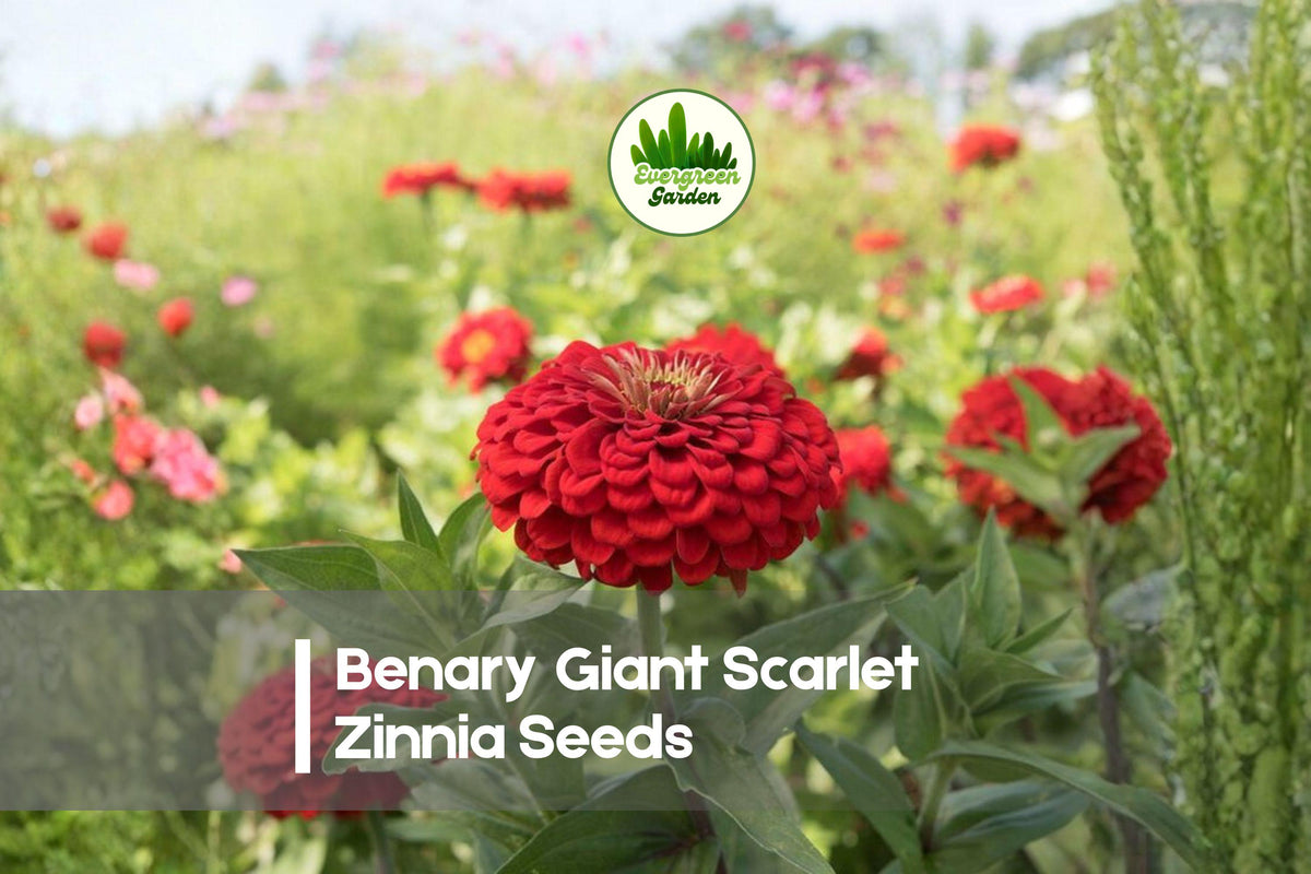 100 Benary Giant Scarlet Zinnia Seeds – Vibrant Red Annual Flowers for Garden Beds, Borders & Cut Flowers, Zinnia elegans