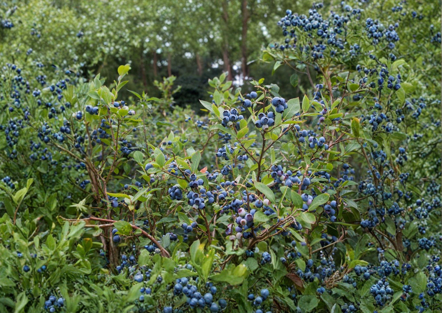 Northern Highbush Blueberry Seeds – Edible Garden Shrub, Vaccinium corymbosum, 200 Seeds for Berry Patch & Landscaping