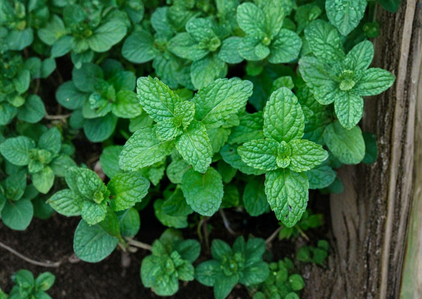 Mentha Piperita Peppermint Seeds, Non-GMO Heirloom, Perennial Herb for Tea, Culinary, Aromatic Gardens, 3000 Seeds
