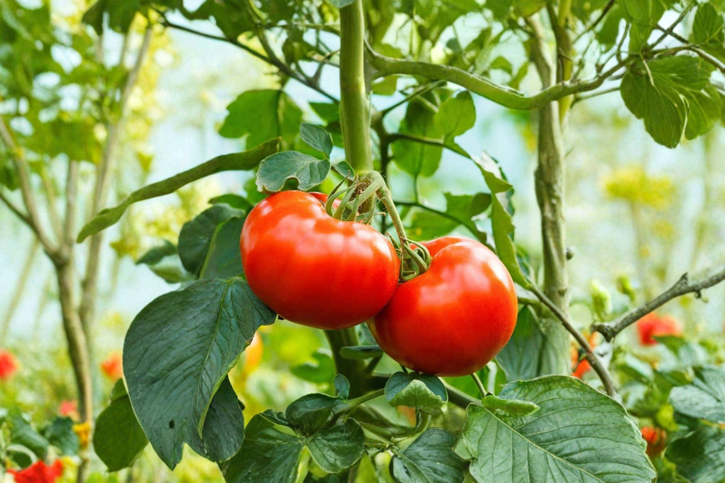 Ace 55 Tomato Seeds – Determinate Heirloom, Disease Resistant, High Yield, Compact Plant for Home Gardens and Containers