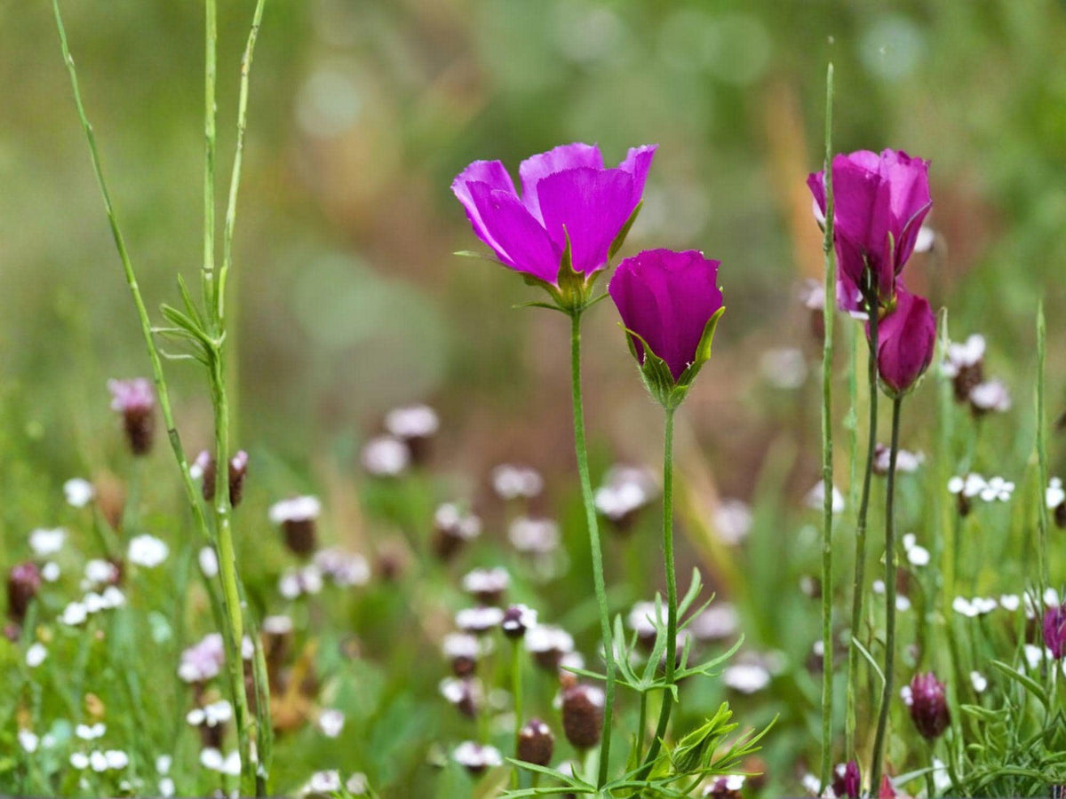 Purple Poppy Mallow Seeds – Heirloom Non-GMO Wildflower Groundcover – Callirhoe involucrata Native Flower Seeds for Garden, Landscape & Wildflower Beds