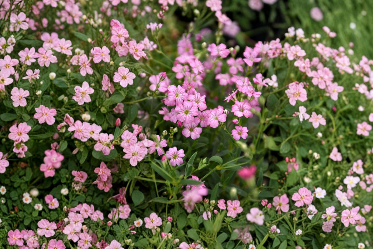 Gypsophila Repens Rose Seeds – 100 Pink Creeping Baby’s Breath Flower Seeds for Garden, Groundcover, Rock Gardens, Borders