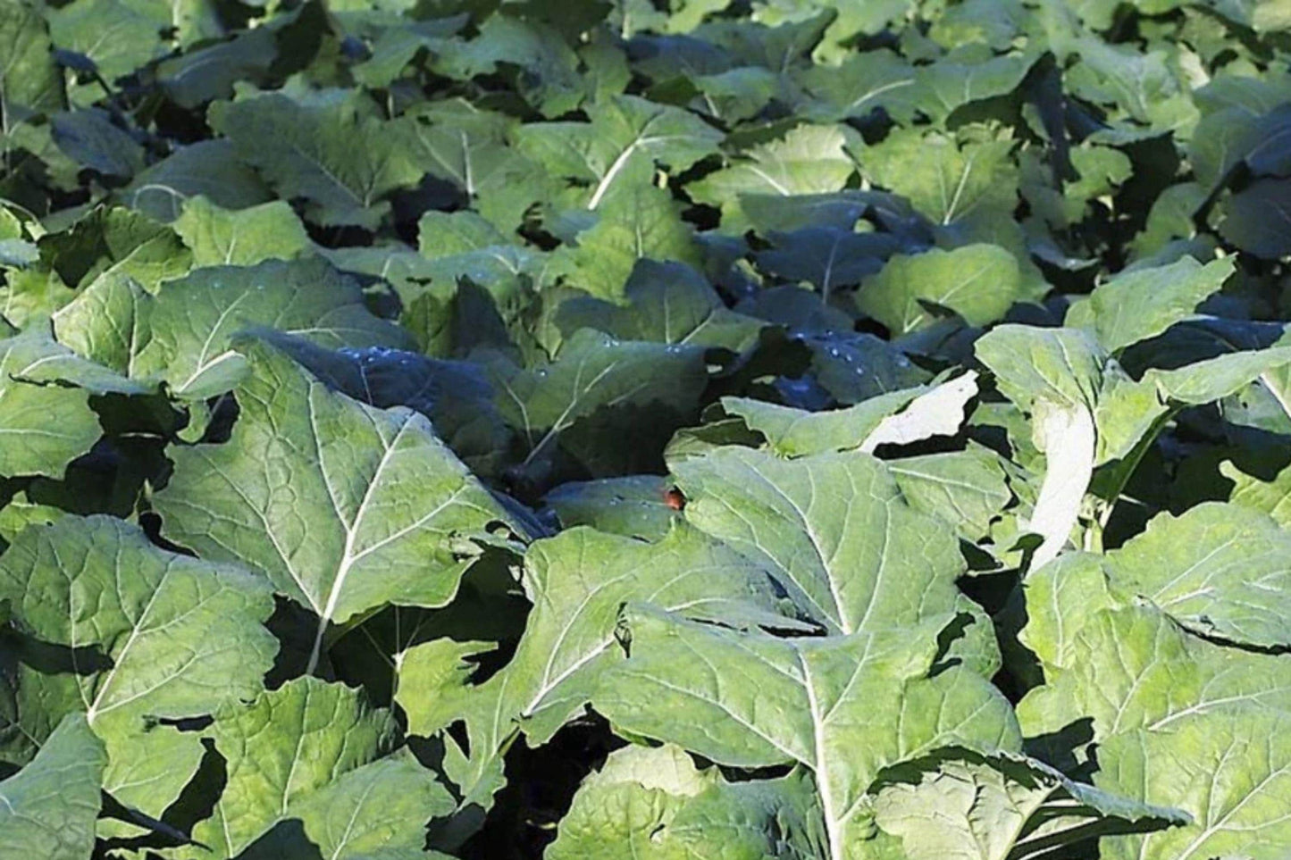 Dwarf Essex Rape Brassica napus Seeds – 500 Open Pollinated Forage & Cover Crop Seeds for Soil Improvement & Wildlife Food Plots