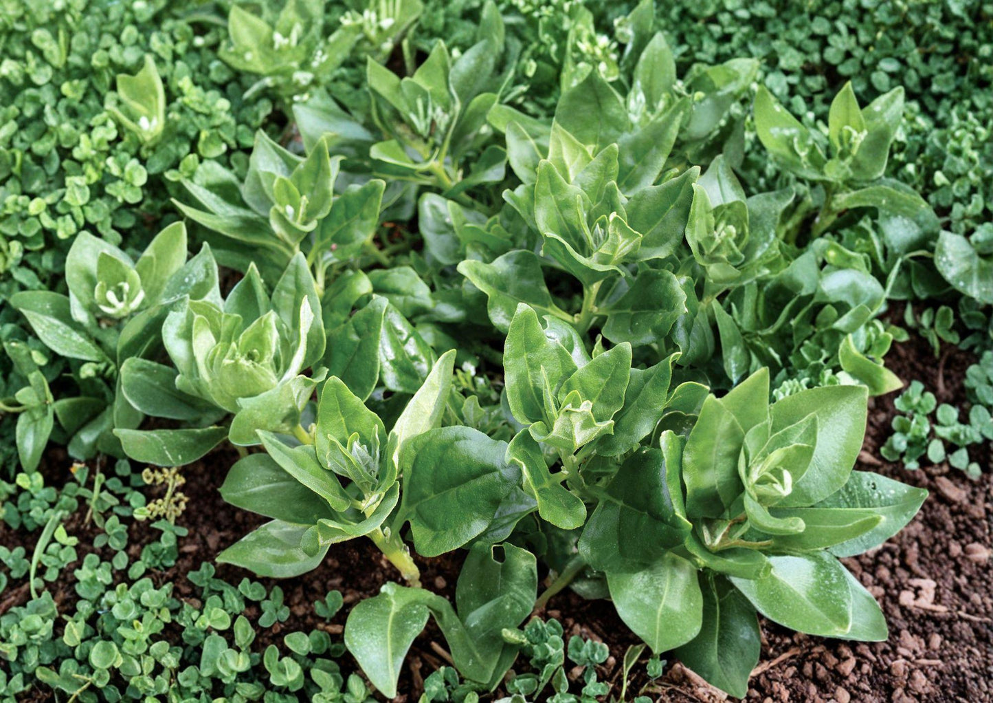 New Zealand Spinach Seeds – 100 Heirloom Heat Tolerant Summer Greens, Spreading Plant, Tender Leaves, Veggie Seeds