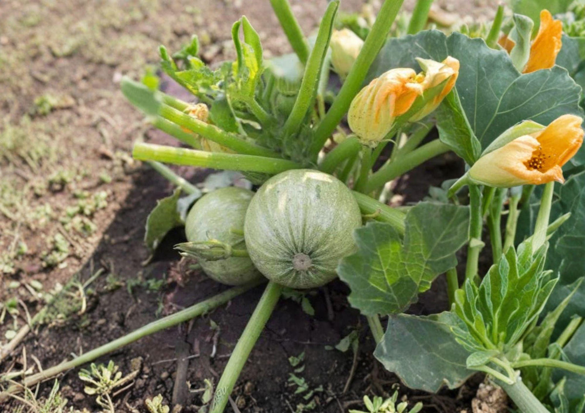 Round Zucchini Seeds – Heirloom Green Ball Squash for Home Gardens, 10 Premium Tender Summer Squash Plants
