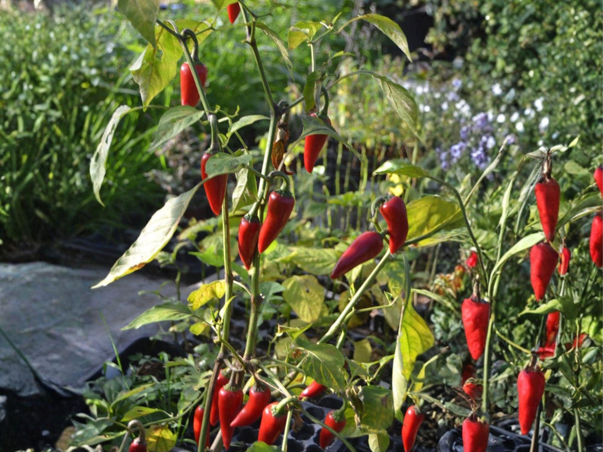 Fresno Chili Pepper Seeds – Capsicum annuum, Hot Pepper, Garden & Container Planting, 25 Seeds