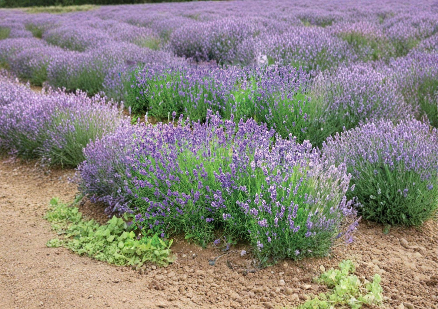 Lavandula Angustifolia Munstead Lavender Seeds – Fragrant Perennial Herb for Gardens, Borders, and Pollinators